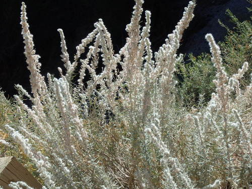 GDMBR: Zuni Canyon - Feathery Sage.